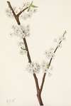 Chickasaw Plum. Prunus angustifolia