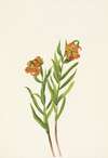 Columbia Lily. Lilium columbianum