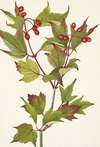 Cranberrybush. Viburnum pauciflorum