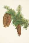 Douglas-fir. Pseudotsuga mucronata