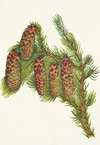 Engelmann Spruce. Picea engelmanni