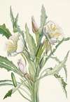 Evening-primrose. Pachyloplus hirsutus