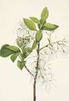 Fringetree. Chionanthus virginica