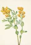 Goldenpea. Thermopsis rhombifolia