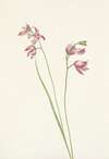 Grass-pink Orchid. Limodorum tuberosum