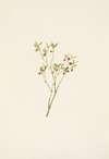 Grouse Whortleberry (flower). Vaccinium scoparium