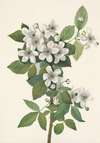 Highbush Blackberry. Rubus argutus