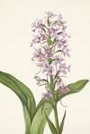 Large Purple Fringe-orchid. Habenaria grandiflora