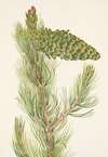 Limber Pine. Pinus flexilis