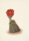 Lloyds Strawberry-cactus. Echinocereus lloydii