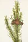 Lodgepole Pine. Pinus contorta murrayana