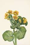 Marshmarigold. Caltha palustris