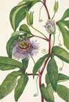 Maypop. Passiflora incarnata
