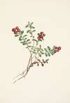 Mountain Cranberry (fruit). Vaccinium vitisidaea minus
