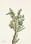 Mountain Juniper. Juniperus sibirica