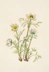 Plume Anemone (flower). Pulsatilla occidentalis