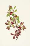 Ptarmiganberry. Arctous alpina