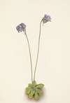 Purple Butterwort. Pinguicula elatior