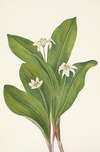 Queencup (flower). Clintonia uniflora