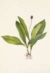 Queencup (fruit). Clintonia uniflora