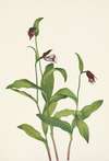 Ramshead Ladyslipper. Cypripedium arietinum