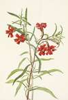Red Monkeyflower. Diplacus puniceus