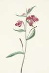 Red Willowweed. Epilobium latifolium