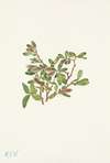 Rock Willow. Salix petrophila