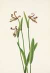 Rosebud Orchid. Pogonia divaricata
