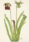 Sweet Pitcherplant. Sarracenia rubra