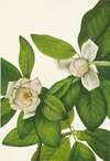 Sweetbay. Magnolia virginiana