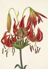 Turkscap Lily. Lilium superbum