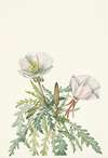 White Dawnrose. Pachyloplus marginatus