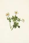 White Globeflower. Trollius albiflorus