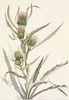 White Thistle. Cirsium hookerianum