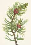 Whitebark Pine. Pinus albicaulis
