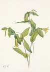 Wood Merrybells. Uvularia perfoliata