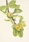 Yellow Cucumbertree. Magnolia cordata