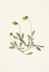 Yellow Dryad (flower). Dryas drummondii