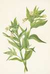 Yellow Willow-weed. Epilobium lutem