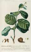PhylIanthus