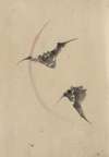 Two bats flying