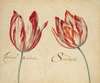 Two Tulips