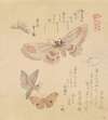 Butterflies and moths, from the series A Flock of Butterflies (Gunchō Gafu)