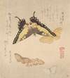 The Painting Manual of Flock of Butterflies (Gunchō Gafu) 3