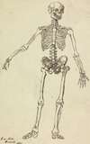 Drawing of a Skeleton