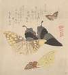 The Painting Manual of Flock of Butterflies (Gunchō Gafu) 4