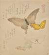 The Painting Manual of Flock of Butterflies (Gunchō Gafu) II