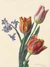 Drie tulpen en een takje hyacint