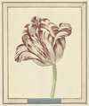 Tulp, met de naam Bisar, Kardinaal de Fleuri